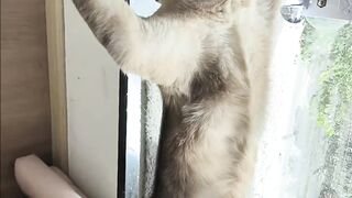 Cat Staring at a Ghost in the Corner? 8