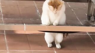 Cat Taking Over the Dog's Food Bowl! 8