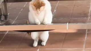 Cat Enjoying a Sunbeam! Aesthetic Video! 7