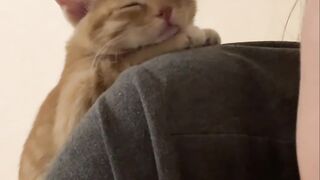 Cat Escaping from a Locked Room! Genius! 8