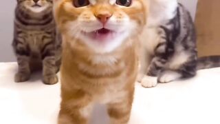 Cat Sneaking Up on a Toy Mouse! 8