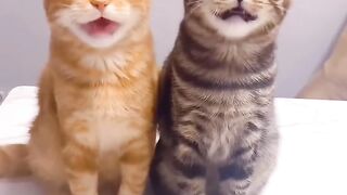 Cat Trying to Fit in a Tiny Shoe! 7