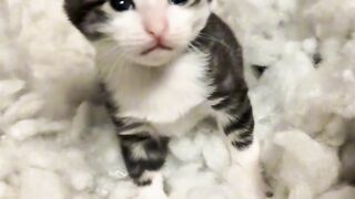 Cat Falling Asleep Sitting Up! 8