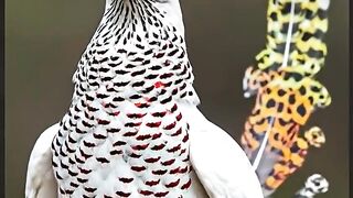 Fantastic Bird Around the World