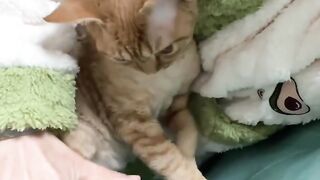 Cat Refusing to Give the Toy Back! 9