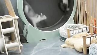 Cat Sleeping in the Weirdest Position Ever! 8