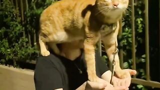 Cat Getting Mad at its Own Tail! 8