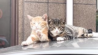 Cat Loving a Belly Rub! Rare Footage! 8
