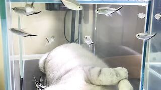 Cat Eating Watermelon! ASMR Crunches! 8