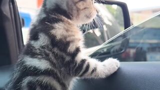 Cat Watching Horror Movie! Scared Reaction! 8