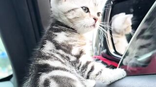 Cat Smiling for the Camera! 📸 9