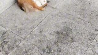 Cat Sliding into a Box like a Boss! 8