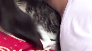 Cat Refusing to Wake Up! Heavy Sleeper! 8