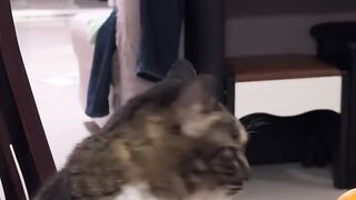 Cat Meowing at the Shower Water! 8