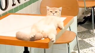 Cat Getting a Brain Freeze! 😂 9