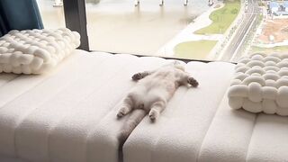 Cat Doing a Perfect Backflip! 8