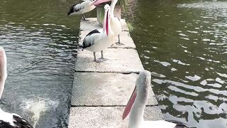 Pelican