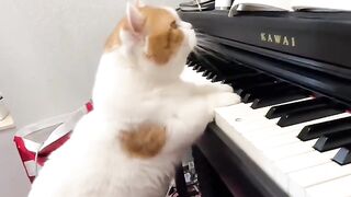 The Most Talkative Cat Ever! 🗣️ 9