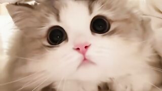 ​"Warning! The cute moments in this video will make you smile all day! 🥺✨🐾"