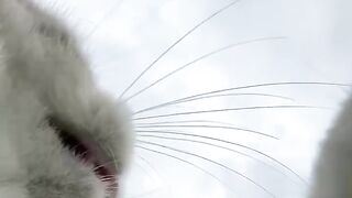 Tiny Kitten's First Yawn! 7