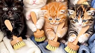 cute kitten 20