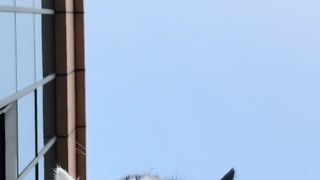 Cat Tries to Catch Fish on TV! 9