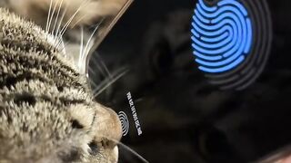 Cat Sings a Duet with Owner! 9