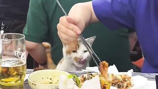 Cat Trying to Drink from a Water Bottle! 9