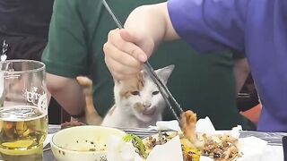 Cat Caught Stealing a Chicken Nugget! 8