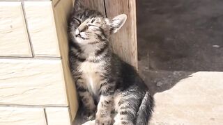 Cat Obsessed with Q-Tips! 9