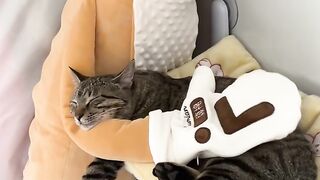 Cat Doing a Perfect Parkour Jump! 9