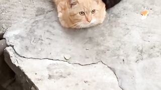 Cat Refuses to Take a Bath! 8