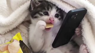 Cat Sleeping in a Fruit Bowl! 9