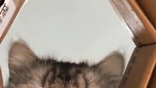 Cat Chattering at a Squirrel! 9