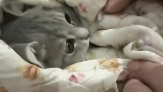 Cat Adopts a Stray Kitten! 6