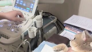 Cat Sitting Like a Human! 7