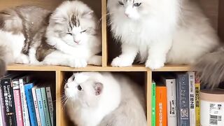 Cat Knocking a Glass off the Table! 7