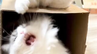 Kitten Learning to Pounce! 9
