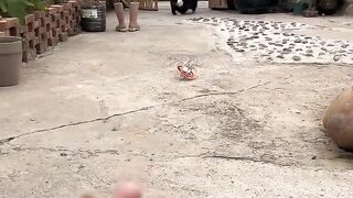 Cat Steals a Slice of Pizza! 🍕 8