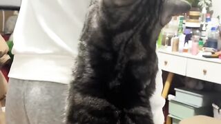 Cat Wakes up Confused! 9