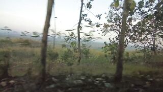 Indonesian Forests
