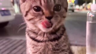 Cat Tries to Walk on Ice! 9