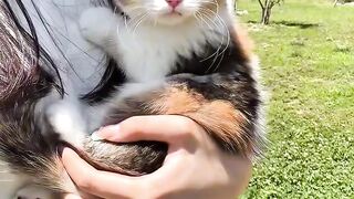 Cat Bringing a Toy to Bed! 9
