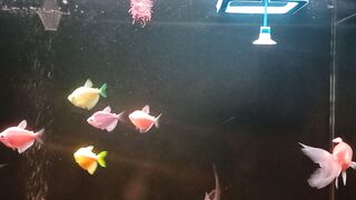 fish in the aquarium