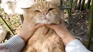 Cat Meets a Baby Chick! 🐥 9