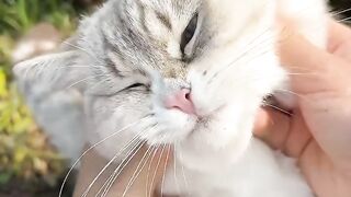 Cat Purring Like a V8 Engine! 9