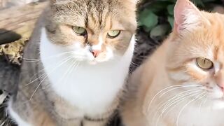 Cat Refuses to Walk on a Leash! 11