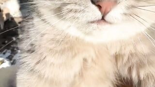 Cat Stealing Owner's Socks! 9