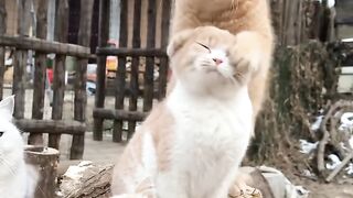 Cat Hugging its Best Friend! 8