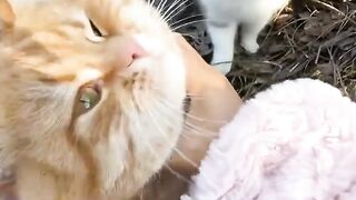 Cat Jumping over a High Gate! 9